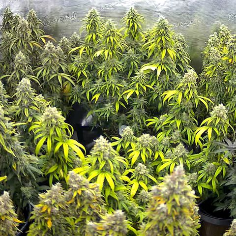 Colombian Gold growlog timeline photo