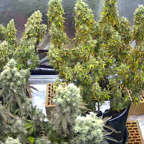Colombian Gold growlog timeline photo