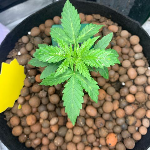 Critical 2.0 Auto growlog timeline photo