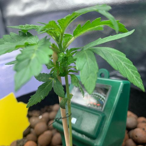 Critical 2.0 Auto growlog timeline photo