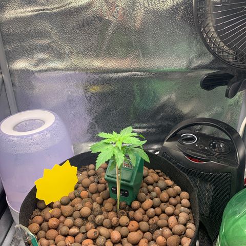 Critical 2.0 Auto growlog timeline photo