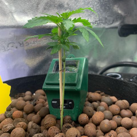 Critical 2.0 Auto growlog timeline photo