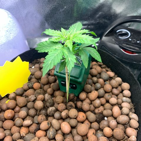 Critical 2.0 Auto growlog timeline photo