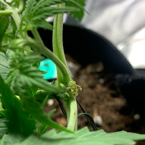 Critical 2.0 Auto growlog photo: Topping 