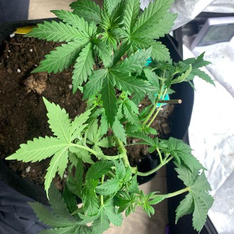 Critical 2.0 Auto growlog photo: Topping 