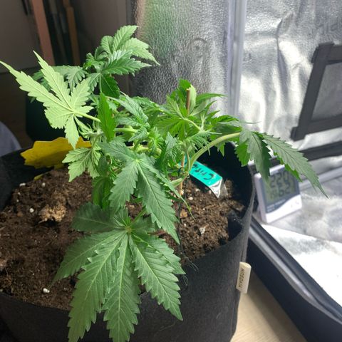 Critical 2.0 Auto growlog photo: Topping 