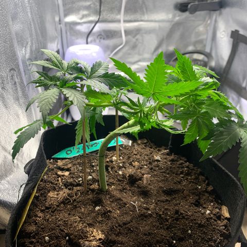 Critical 2.0 Auto growlog photo: Topping 