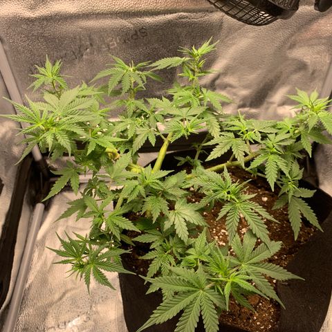 Critical 2.0 Auto growlog timeline photo