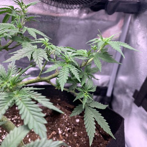 Critical 2.0 Auto growlog timeline photo