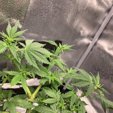 Critical 2.0 Auto growlog timeline photo