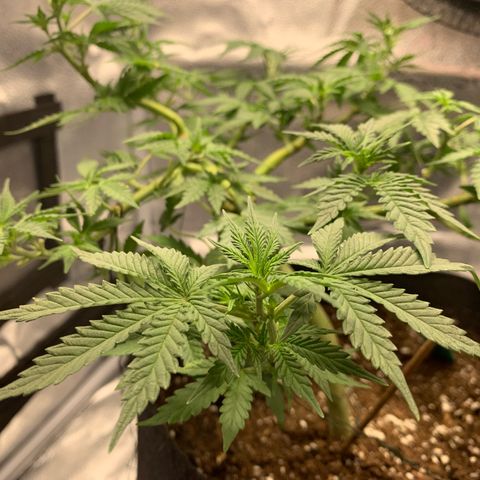 Critical 2.0 Auto growlog timeline photo