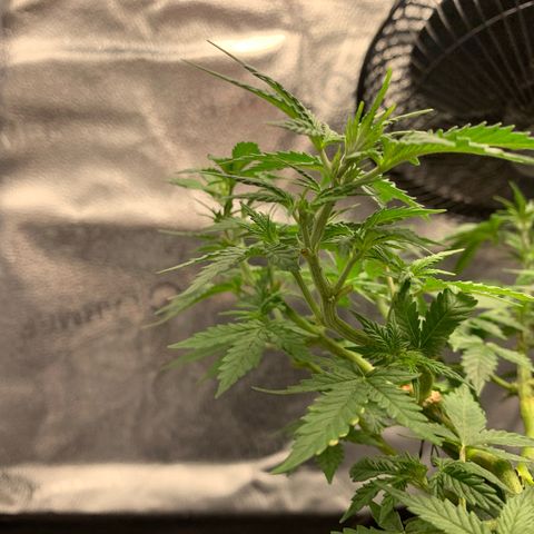 Critical 2.0 Auto growlog timeline photo