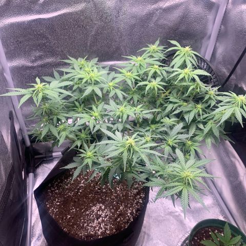 Critical 2.0 Auto growlog timeline photo