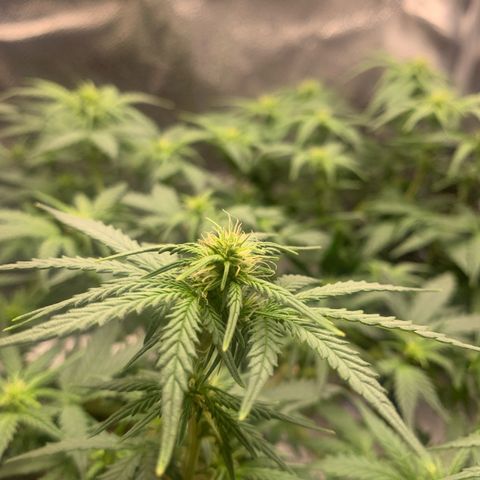 Critical 2.0 Auto growlog timeline photo