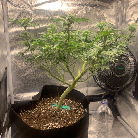 Critical 2.0 Auto growlog timeline photo
