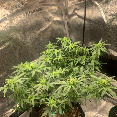 Critical 2.0 Auto growlog timeline photo
