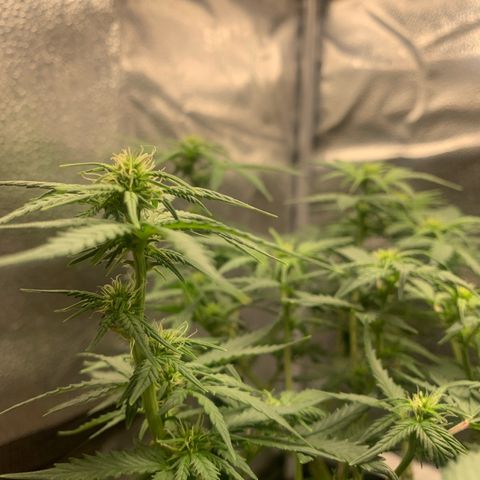 Critical 2.0 Auto growlog timeline photo