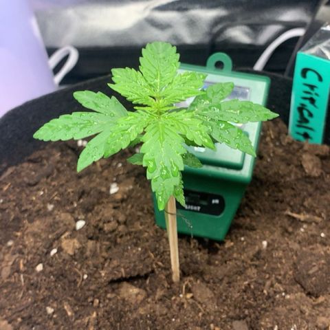 Critical 2.0 Auto growlog timeline photo