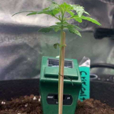 Critical 2.0 Auto growlog timeline photo