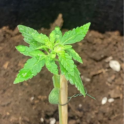 Critical 2.0 Auto growlog timeline photo