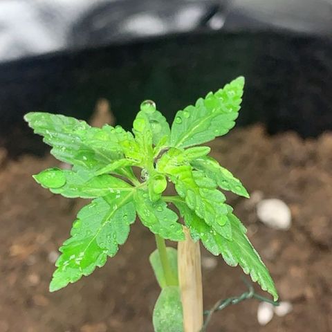 Critical 2.0 Auto growlog timeline photo