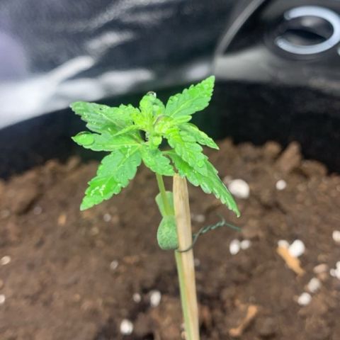 Critical 2.0 Auto growlog timeline photo