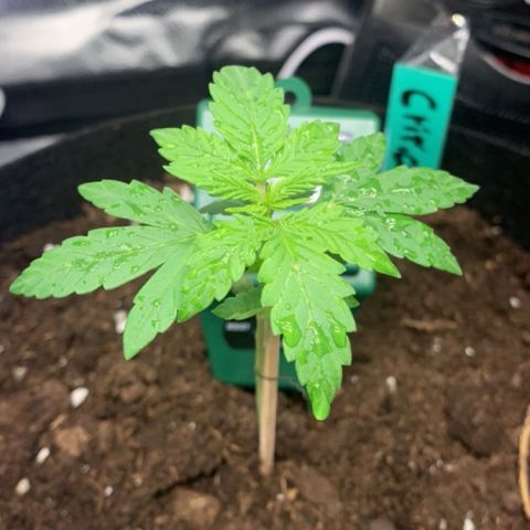 Critical 2.0 Auto growlog timeline photo