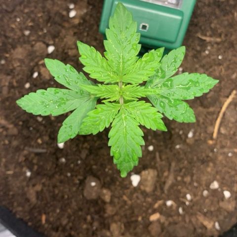 Critical 2.0 Auto growlog timeline photo