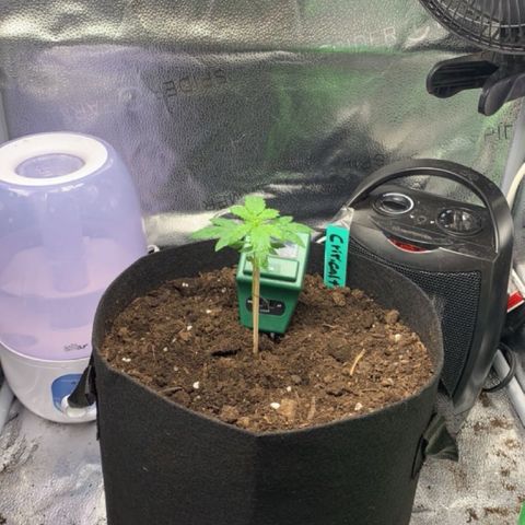 Critical 2.0 Auto growlog timeline photo