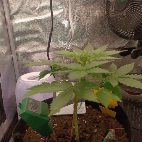 Critical 2.0 Auto growlog timeline photo