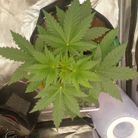 Critical 2.0 Auto growlog timeline photo