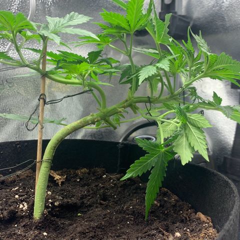Critical 2.0 Auto growlog timeline photo