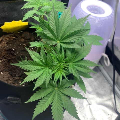 Critical 2.0 Auto growlog timeline photo