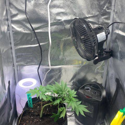 Critical 2.0 Auto growlog timeline photo
