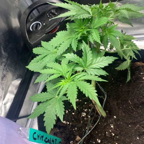 Critical 2.0 Auto growlog timeline photo