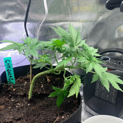 Critical 2.0 Auto growlog timeline photo