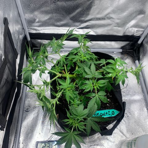 Critical 2.0 Auto growlog timeline photo