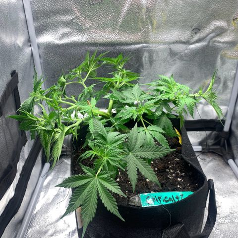 Critical 2.0 Auto growlog timeline photo