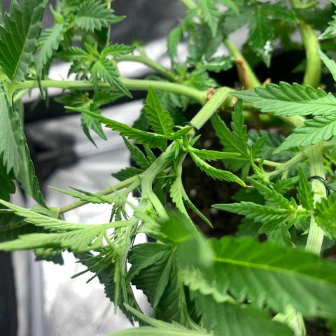 Critical 2.0 Auto growlog timeline photo