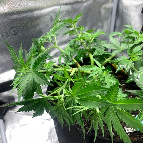 Critical 2.0 Auto growlog timeline photo