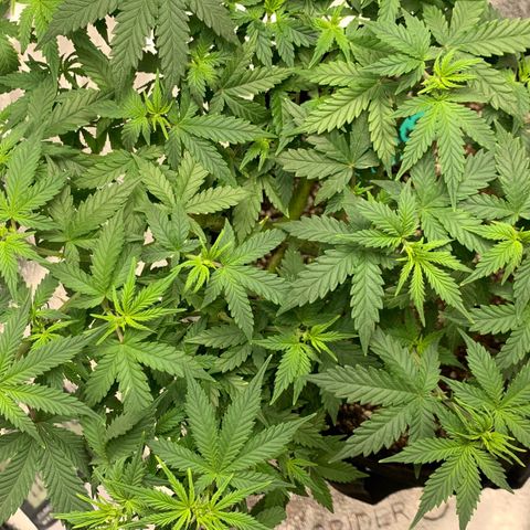 Critical 2.0 Auto growlog timeline photo
