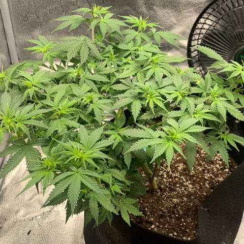 Critical 2.0 Auto growlog timeline photo