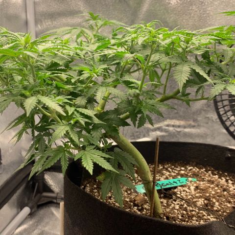 Critical 2.0 Auto growlog timeline photo