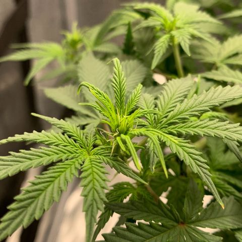Critical 2.0 Auto growlog timeline photo