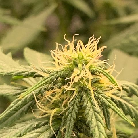 Critical 2.0 Auto growlog timeline photo