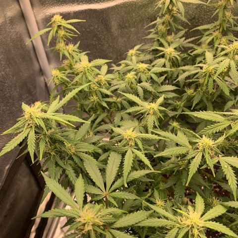 Critical 2.0 Auto growlog timeline photo