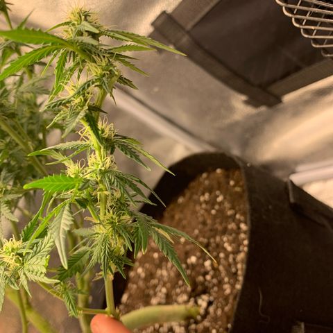Critical 2.0 Auto growlog timeline photo