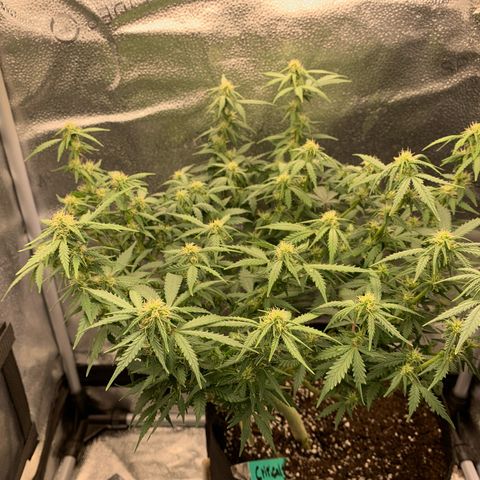 Critical 2.0 Auto growlog timeline photo