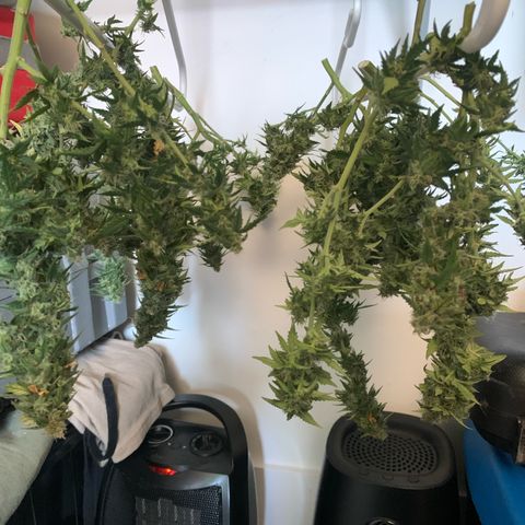 Critical 2.0 Auto growlog timeline photo