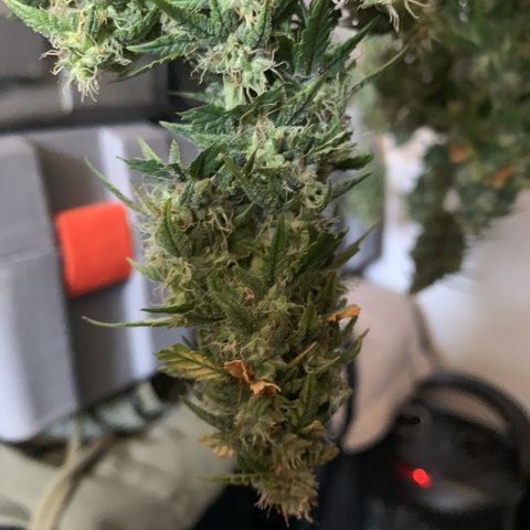 Critical 2.0 Auto growlog timeline photo
